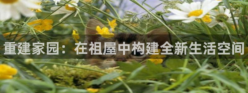 威九国际网站更新：重建家园：在祖屋中构建全新生活空间