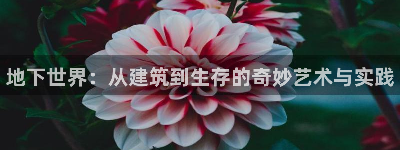 威九国际电子有限公司：地下世界：从建筑到生存的奇妙艺术与实践