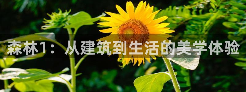 威九国际网站客服电话多少啊：森林1：从建筑到生活的美学体验